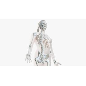 3D Female Skin, Skeleton And Ligaments